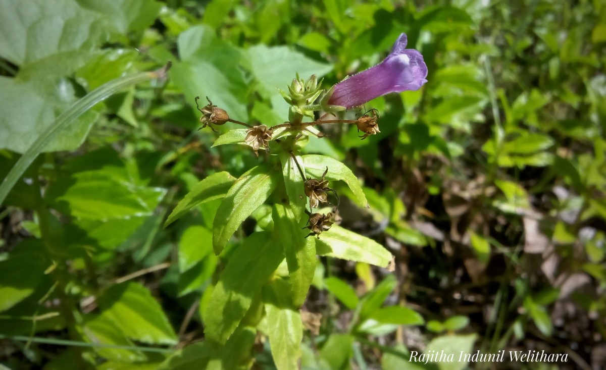 Limnophila aromatica (Lam.) Merr.